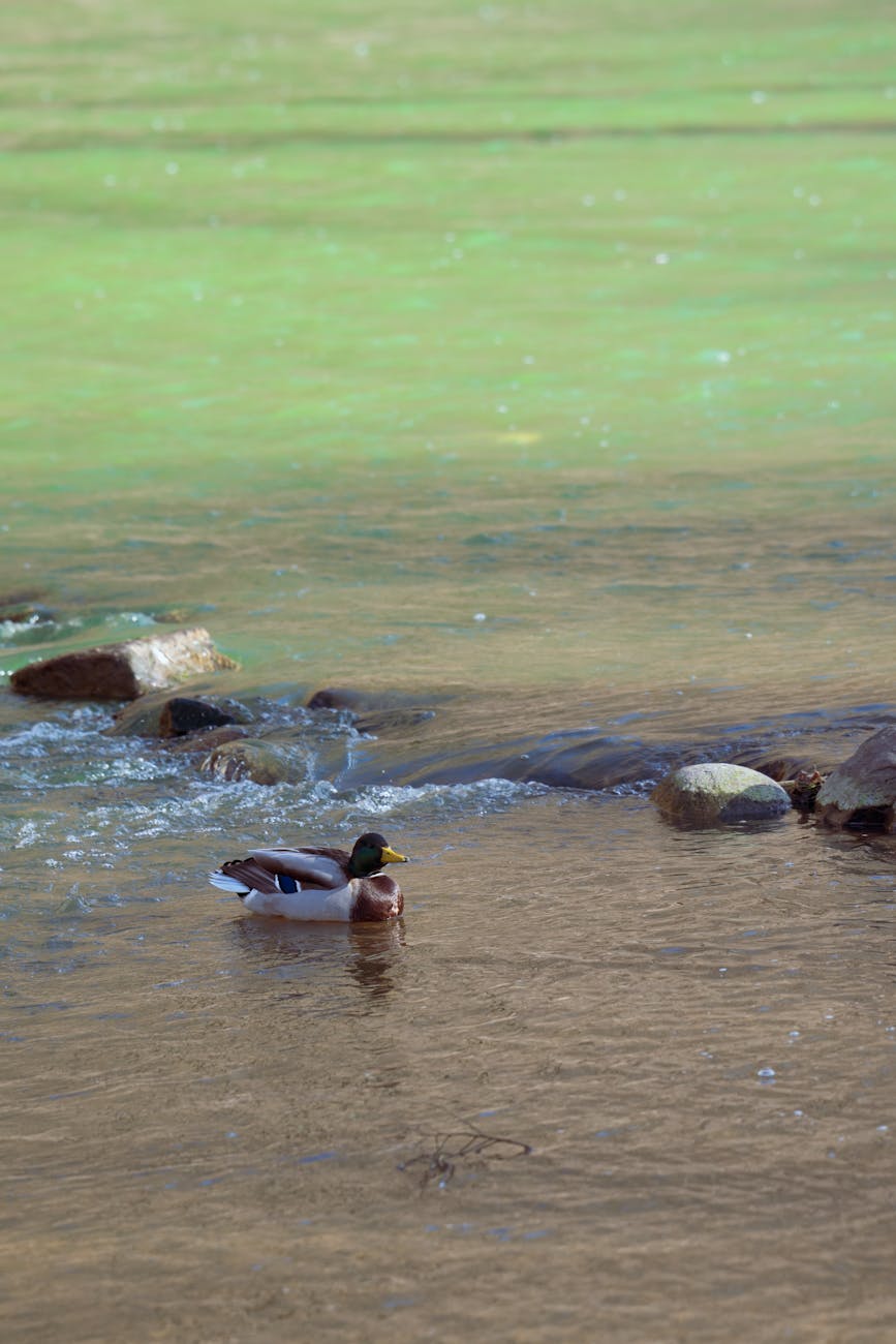 Kaip Lietuvos regioniniai naujienų portalai išgyvena skaitmeninę transformaciją: sėkmės istorijos ir pamokos